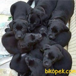 Satılık Labrador Retrıever Yavrularımız 1