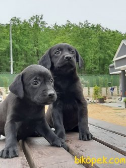 Satılık Labrador Retrıever Yavrularımız 2