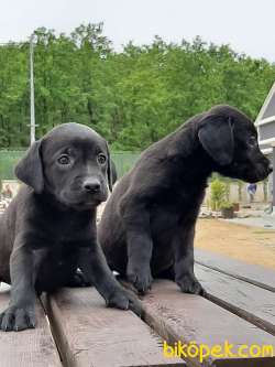 LABRADOR RETRIEVER YAVRULARIMIZ 3