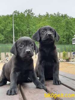 LABRADOR RETRIEVER YAVRULARIMIZ 1