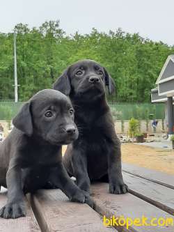 LABRADOR RETRIEVER YAVRULARIMIZ 2