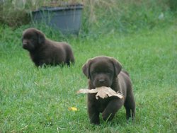 ✅ LABRADOR RETRİEWER YAVRULARI SATILIK 4