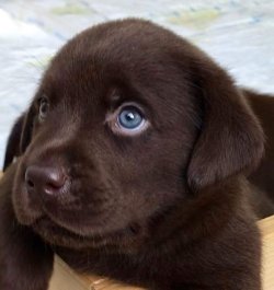 ✅ LABRADOR RETRİEWER YAVRULARI SATILIK 1