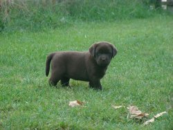 ✅ LABRADOR RETRİEWER YAVRULARI SATILIK 3