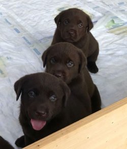 ✅ LABRADOR RETRİEWER YAVRULARI SATILIK 5