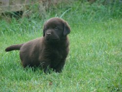 ✅ LABRADOR RETRİEWER YAVRULARI SATILIK 2
