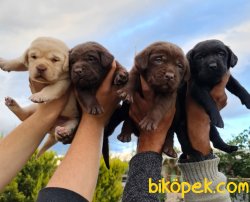 Labrador Süper Kalite Yavrular 5