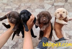 Labrador Süper Kalite Yavrular 3