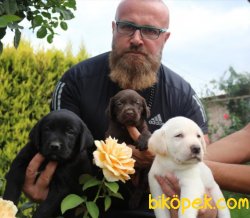 Labrador Süper Kalite Yavrular Uzman Ekipten 3