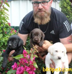 Labrador Süper Kalite Yavrular Uzman Ekipten 2
