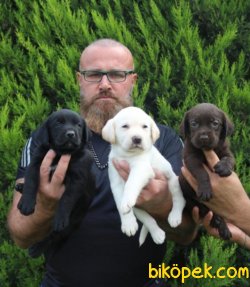 Labrador Süper Kalite Yavrular Uzman Ekipten 4
