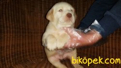 LABRADOR YAVRU 3