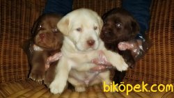 LABRADOR YAVRU 4