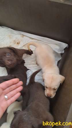 Labrador Yavrulari , 1 Çikolata  1 Bitter 1 Sarı, Üçüde Erkek 5