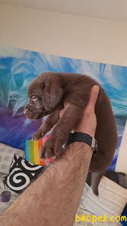 Labrador Yavrulari , 1 Çikolata  1 Bitter 1 Sarı, Üçüde Erkek