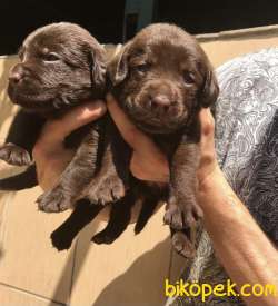 LABRADOR YAVRULARI 4