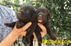 LABRADOR YAVRULARI 3