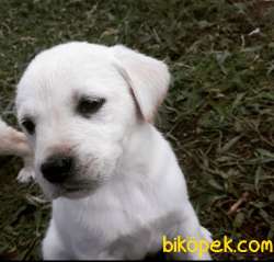 LABRADOR YAVRULARI 2