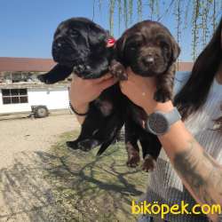 LABRADOR YAVRULARI IRK GARANTİLİ 1