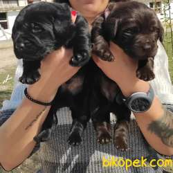 LABRADOR YAVRULARI IRK GARANTİLİ 4