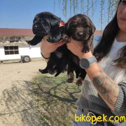 LABRADOR YAVRULARI IRK GARANTİLİ 3