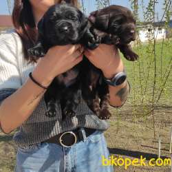 LABRADOR YAVRULARI IRK GARANTİLİ 5