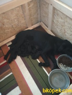 Labrador Yavrularım 1