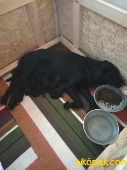 Labrador Yavrularım 2