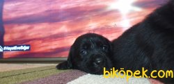 Labrador Yavrularım 5