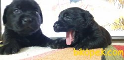 Labrador Yavrularım 2