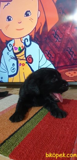 Labrador Yavrularım 4