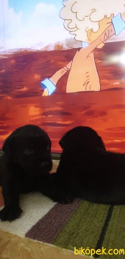 Labrador Yavrularım 1