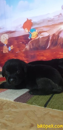 Labrador Yavrularım 3