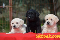 Labrador Yavrularımız 3
