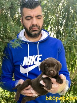 Labrador Yavrularımız 1