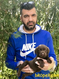 Labrador Yavrularımız 2