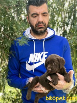 Labrador Yavrularımız 3