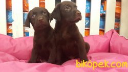 LABRADOR YAVRULARIMIZ 2
