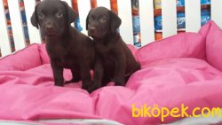 LABRADOR YAVRULARIMIZ 3