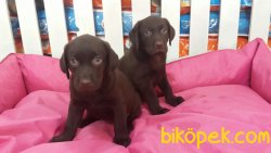 LABRADOR YAVRULARIMIZ 1