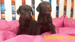 LABRADOR YAVRULARIMIZ 4