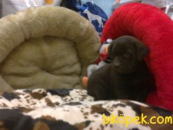 LABRADOR YAVRULARIMIZ 4
