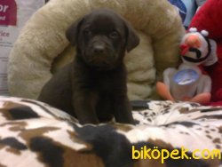 LABRADOR YAVRULARIMIZ 3