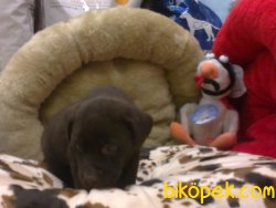 LABRADOR YAVRULARIMIZ 2