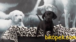 LABRADOR YAVRULARIMIZ 4