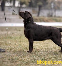 LABRADOR YAVRULARIMIZ 3