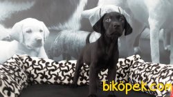 LABRADOR YAVRULARIMIZ 2