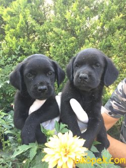 Siyah Sağlıklı Labrador Yavruları 4
