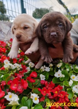 Labrador Yavrusu Almak Istiyorsanız Doğru Adres 3