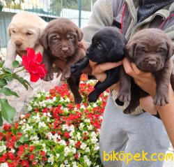 Labrador Yavrusu Almak Istiyorsanız Doğru Adres 4